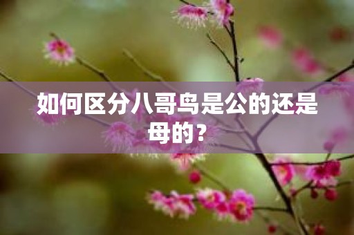 如何区分八哥鸟是公的还是母的？