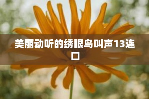 美丽动听的绣眼鸟叫声13连口