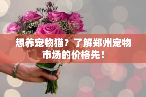 想养宠物猫？了解郑州宠物市场的价格先！