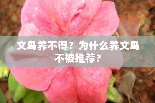 文鸟养不得？为什么养文鸟不被推荐？