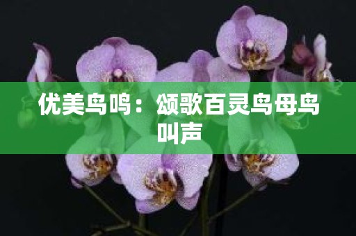 优美鸟鸣：颂歌百灵鸟母鸟叫声