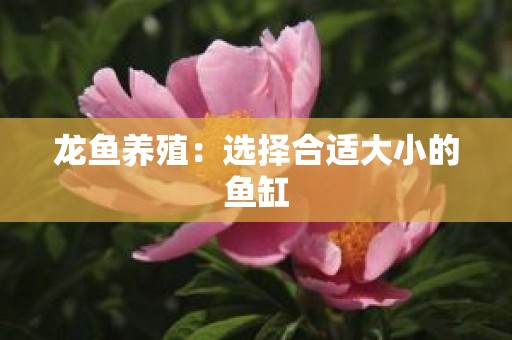 龙鱼养殖：选择合适大小的鱼缸