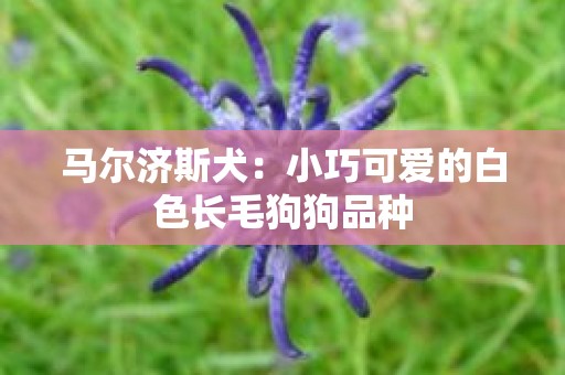 马尔济斯犬：小巧可爱的白色长毛狗狗品种