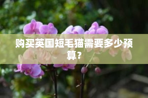 购买英国短毛猫需要多少预算？