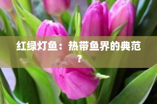 红绿灯鱼：热带鱼界的典范？