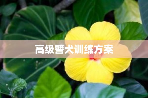 高级警犬训练方案