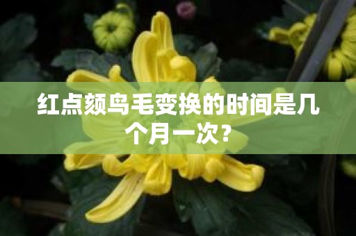 红点颏鸟毛变换的时间是几个月一次？