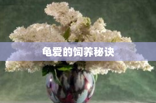 龟爱的饲养秘诀