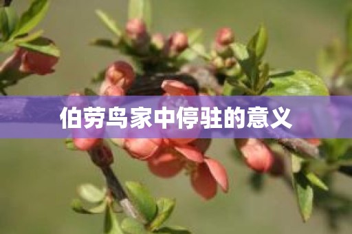 伯劳鸟家中停驻的意义