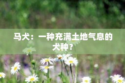 马犬：一种充满土地气息的犬种？