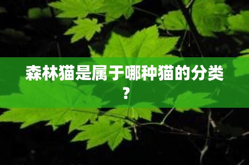 森林猫是属于哪种猫的分类？