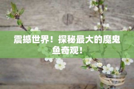 震撼世界！探秘最大的魔鬼鱼奇观！