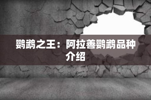 鹦鹉之王：阿拉善鹦鹉品种介绍