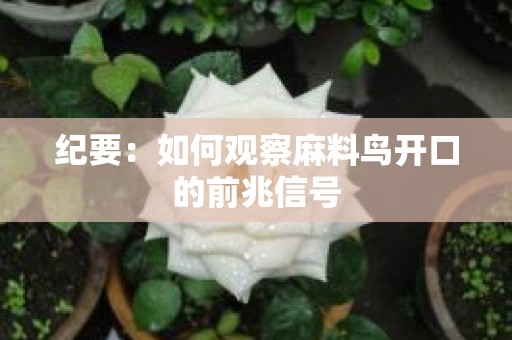 纪要：如何观察麻料鸟开口的前兆信号