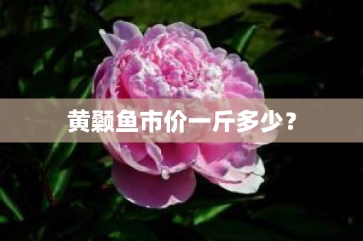 黄颡鱼市价一斤多少？