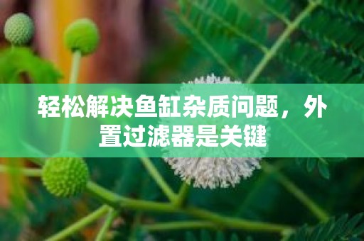 轻松解决鱼缸杂质问题，外置过滤器是关键