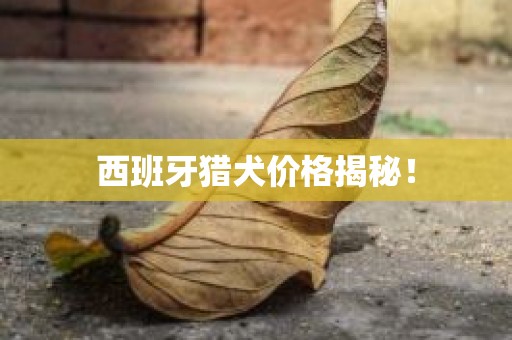 西班牙猎犬价格揭秘！