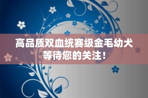 高品质双血统赛级金毛幼犬等待您的关注！