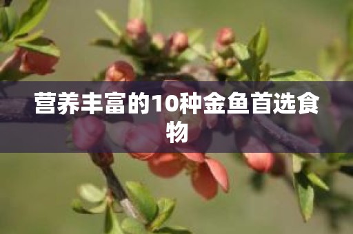营养丰富的10种金鱼首选食物