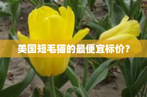 美国短毛猫的最便宜标价？