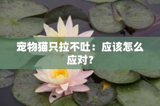 宠物猫只拉不吐：应该怎么应对？