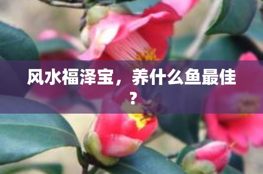 风水福泽宝，养什么鱼最佳？