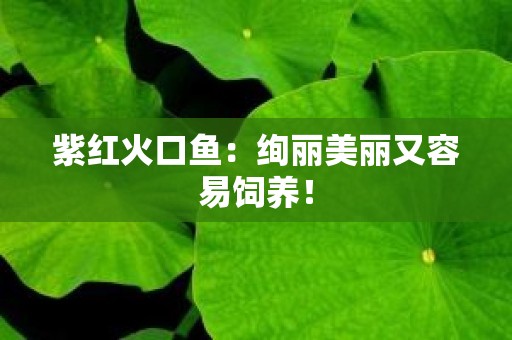 紫红火口鱼：绚丽美丽又容易饲养！