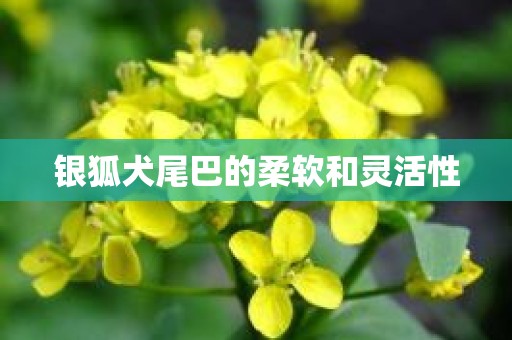 银狐犬尾巴的柔软和灵活性