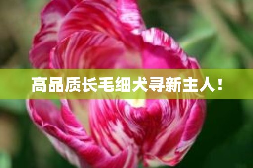 高品质长毛细犬寻新主人！