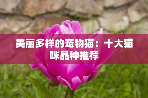 美丽多样的宠物猫：十大猫咪品种推荐