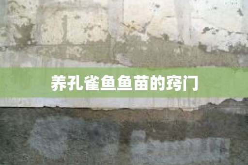 养孔雀鱼鱼苗的窍门