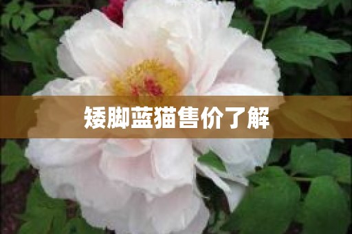 矮脚蓝猫售价了解