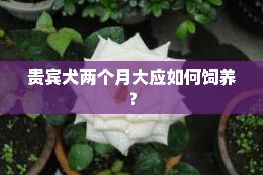 贵宾犬两个月大应如何饲养？