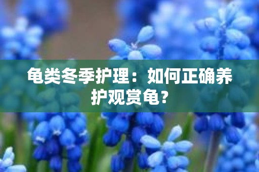 龟类冬季护理：如何正确养护观赏龟？