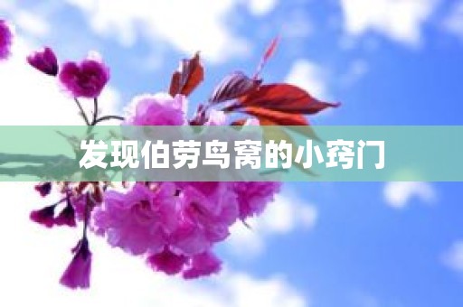 发现伯劳鸟窝的小窍门