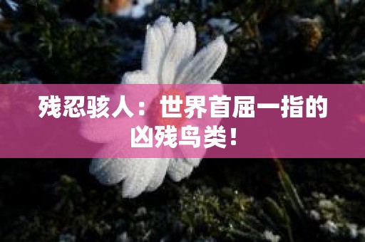 残忍骇人：世界首屈一指的凶残鸟类！