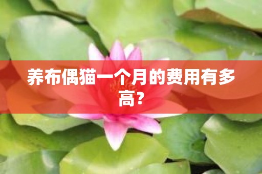 养布偶猫一个月的费用有多高？