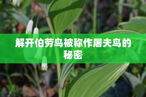 解开伯劳鸟被称作屠夫鸟的秘密