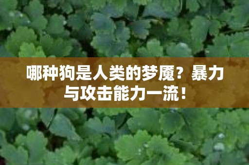 哪种狗是人类的梦魇？暴力与攻击能力一流！