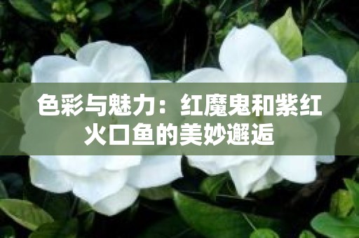 色彩与魅力：红魔鬼和紫红火口鱼的美妙邂逅