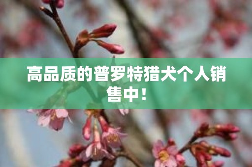 高品质的普罗特猎犬个人销售中！