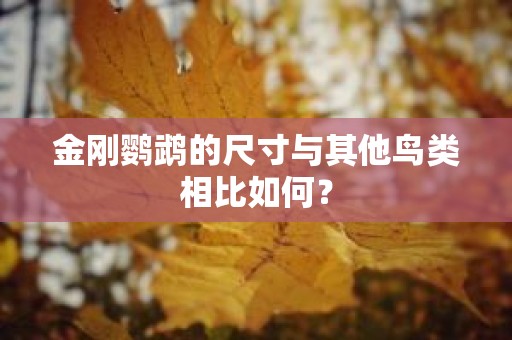 金刚鹦鹉的尺寸与其他鸟类相比如何？