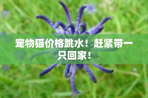 宠物猫价格跳水！赶紧带一只回家！