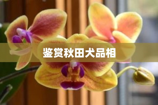 鉴赏秋田犬品相