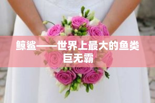鲸鲨——世界上最大的鱼类巨无霸