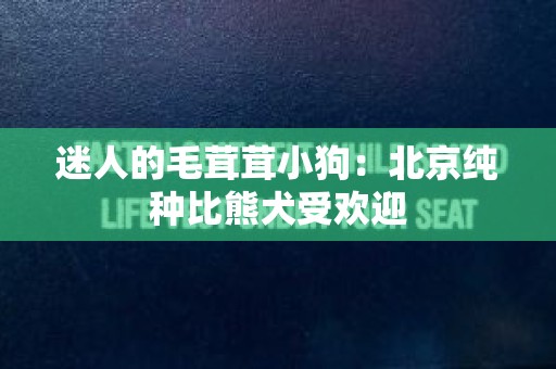 迷人的毛茸茸小狗：北京纯种比熊犬受欢迎