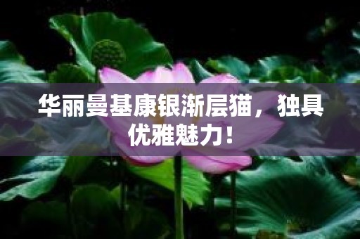 华丽曼基康银渐层猫，独具优雅魅力！