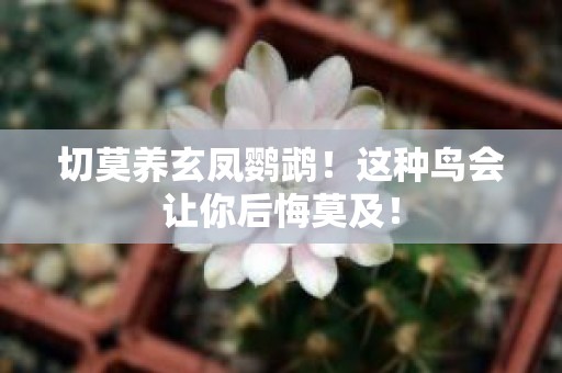 切莫养玄凤鹦鹉！这种鸟会让你后悔莫及！