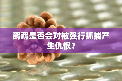 鹦鹉是否会对被强行抓捕产生仇恨？