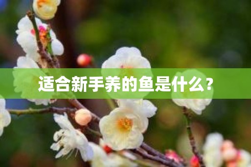 适合新手养的鱼是什么？